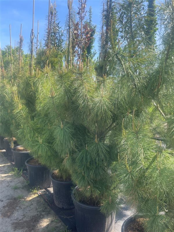 Pinus wallichiana