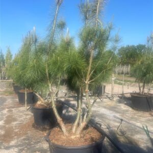 Pinus wallichiana