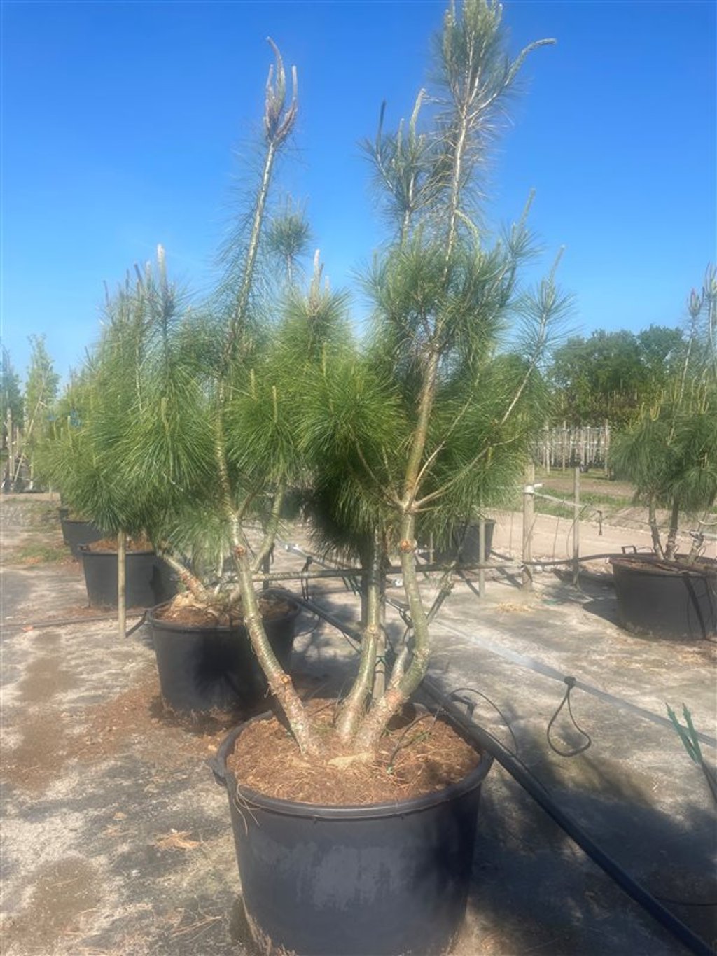Pinus wallichiana