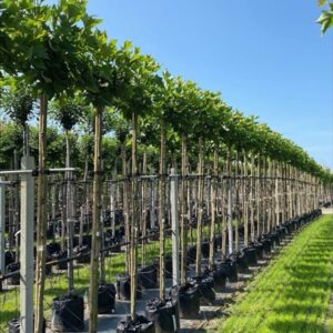 Platanus hisp. ‘Alphen’s Globe’