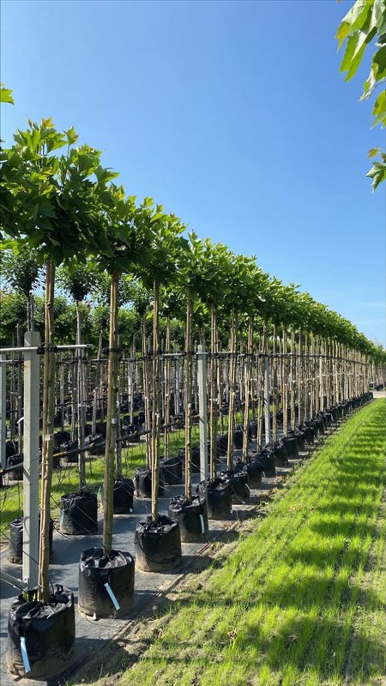 Platanus hisp. ‘Alphen’s Globe’
