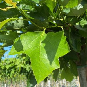 Platanus hisp. ‘Alphen’s Globe’