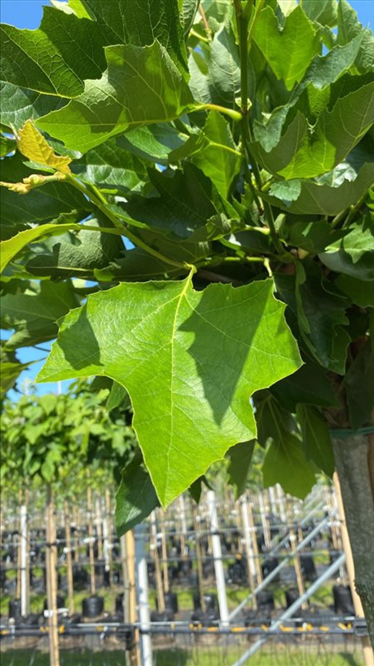 Platanus hisp. ‘Alphen’s Globe’
