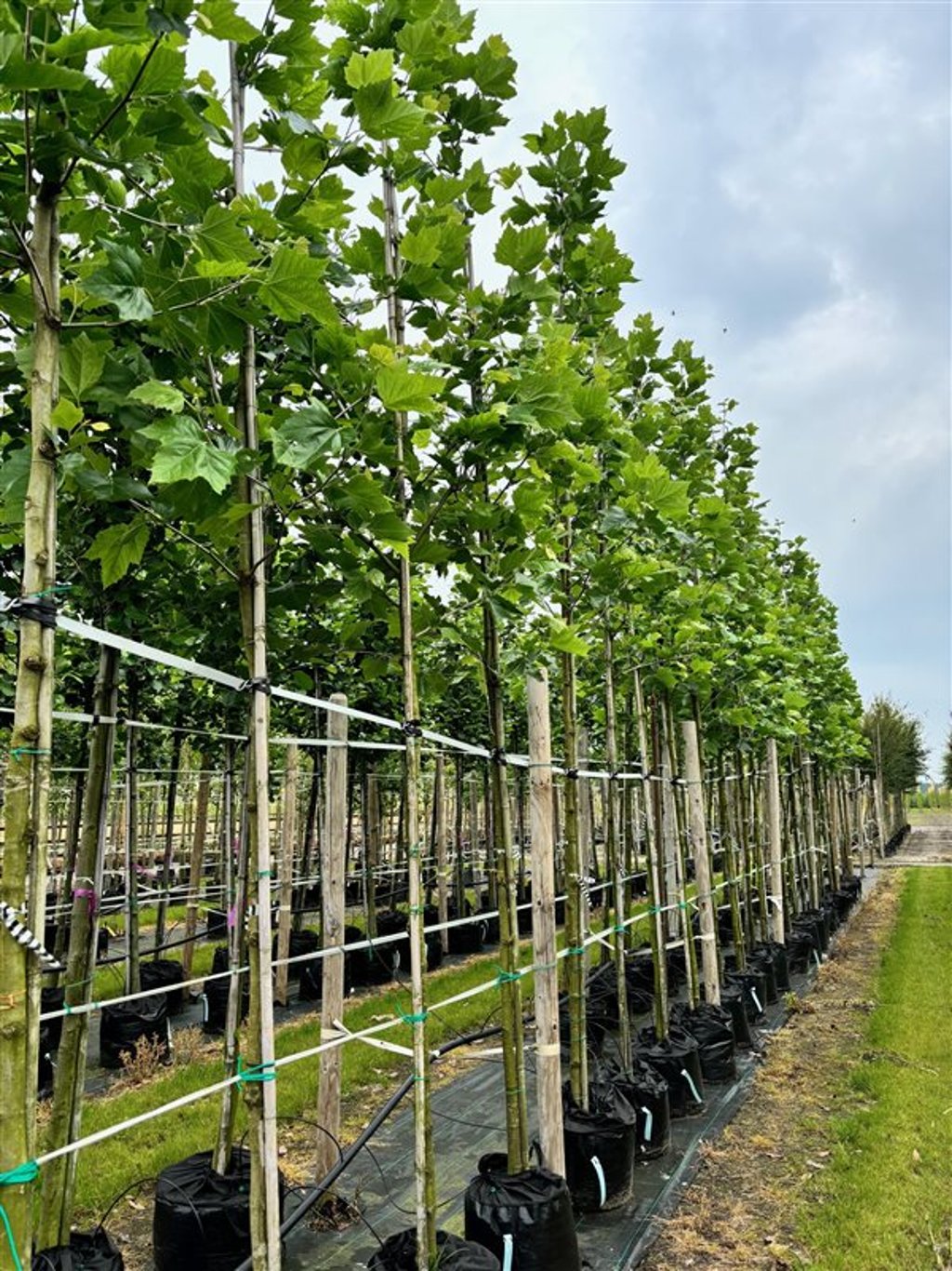 Platanus hispanica