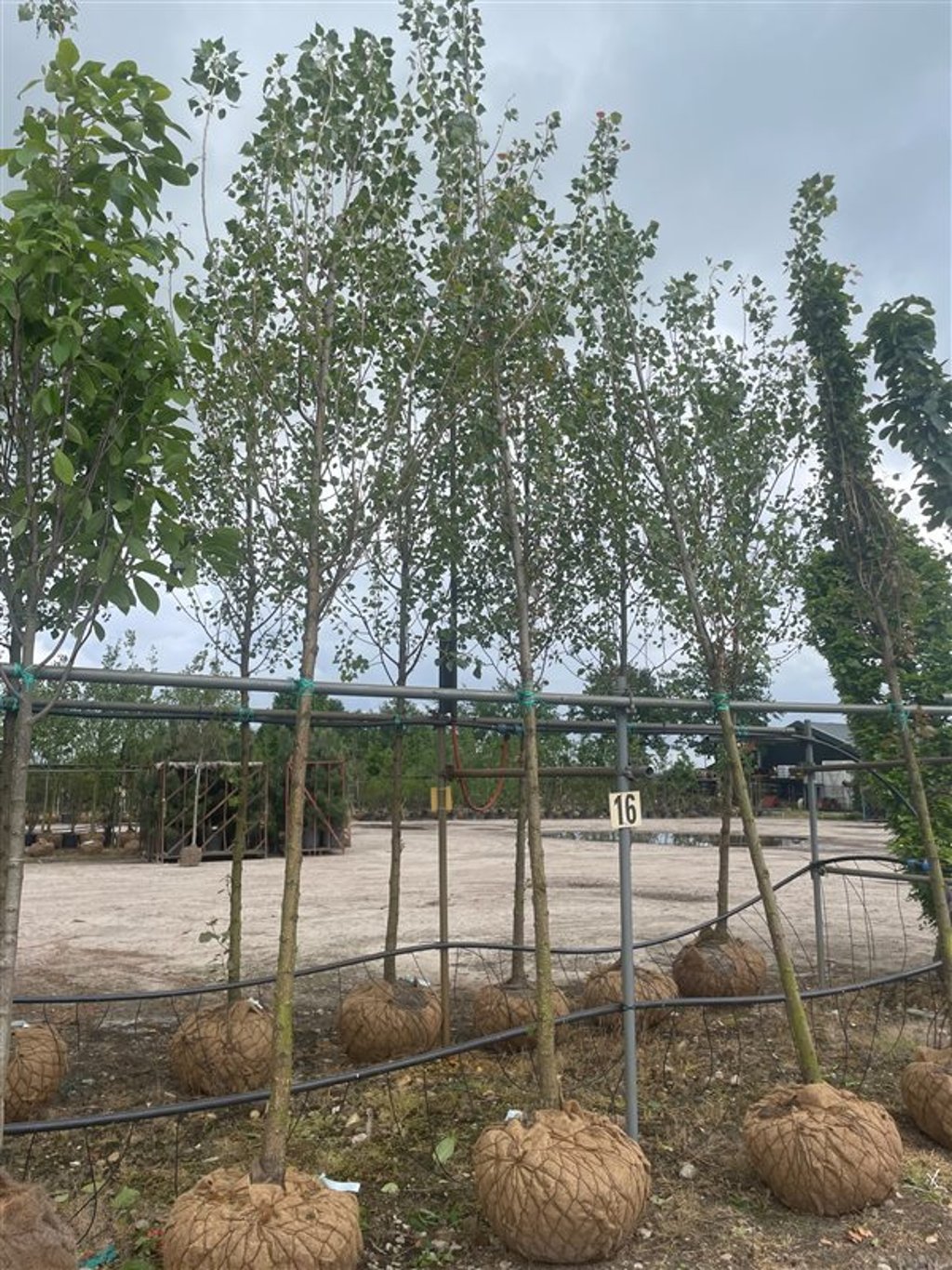 Populus can. ‘Robusta’