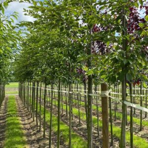 Prunus ‘Accolade’