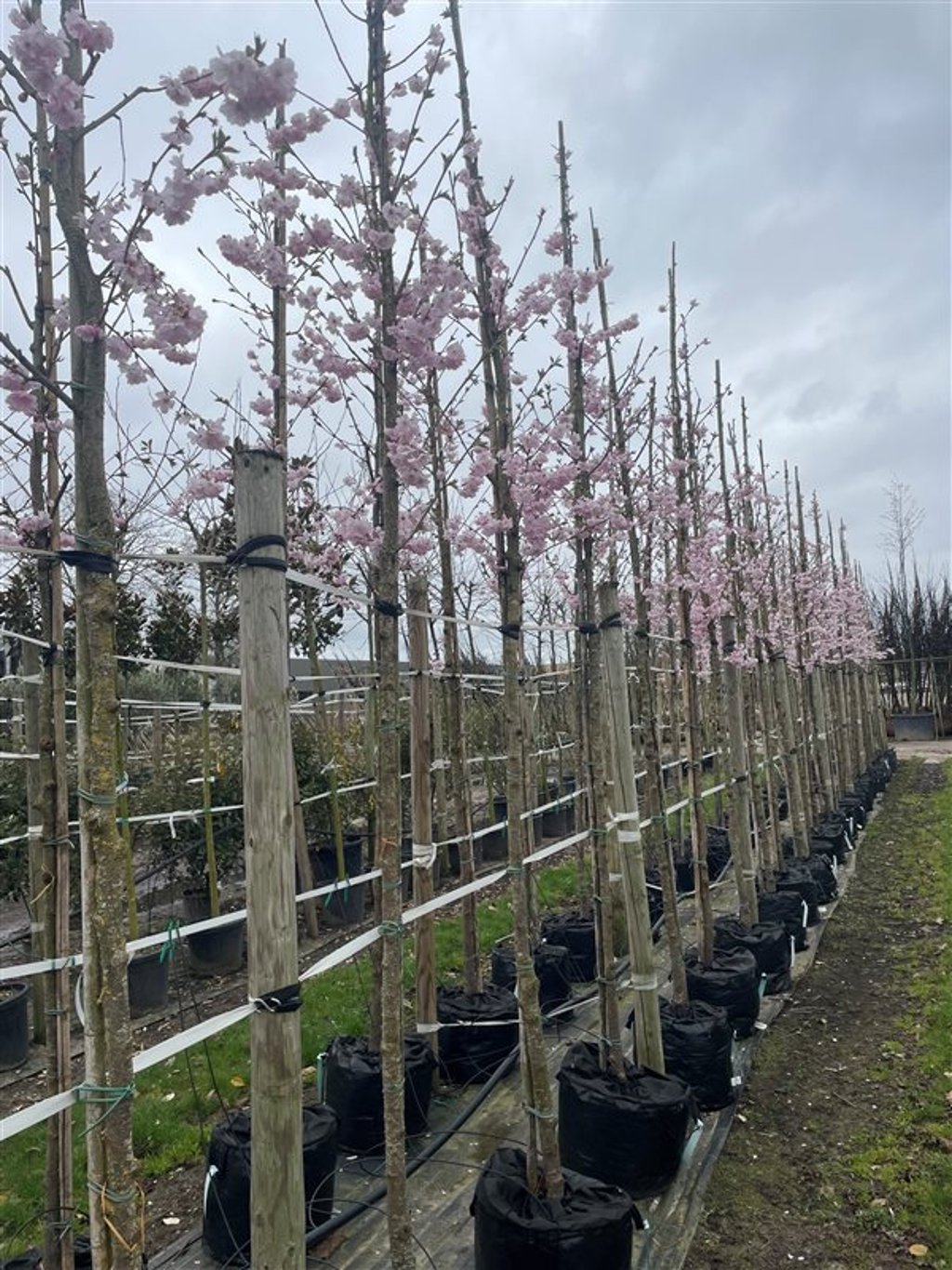 Prunus ‘Accolade’
