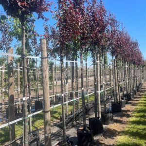 Prunus cer. ‘Nigra’