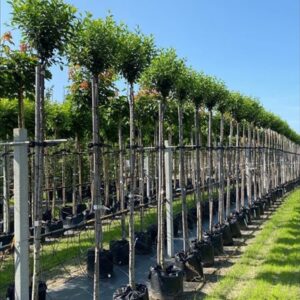 Prunus eminens ‘Umbraculifera’