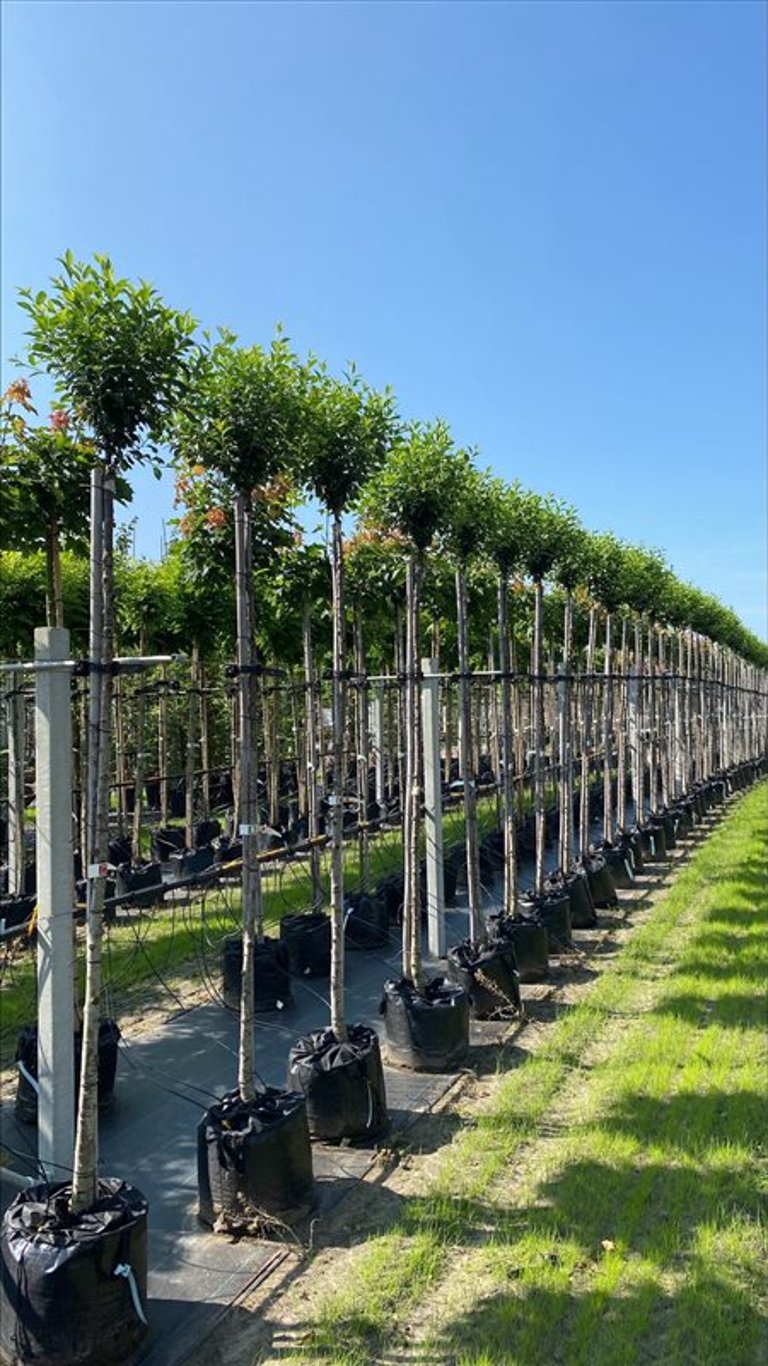 Prunus eminens ‘Umbraculifera’