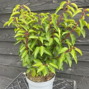 Prunus l. ‘Angustifolia’