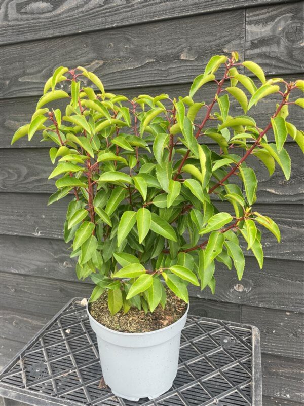 Prunus l. ‘Angustifolia’