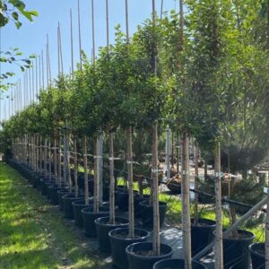 Prunus l. ‘Angustifolia’