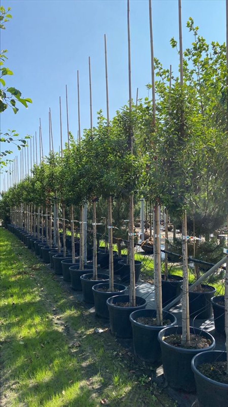 Prunus l. ‘Angustifolia’