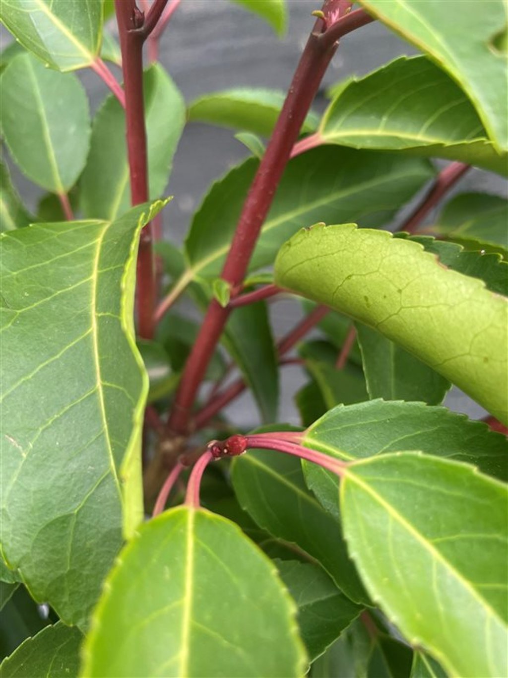 Prunus l. ‘Angustifolia’