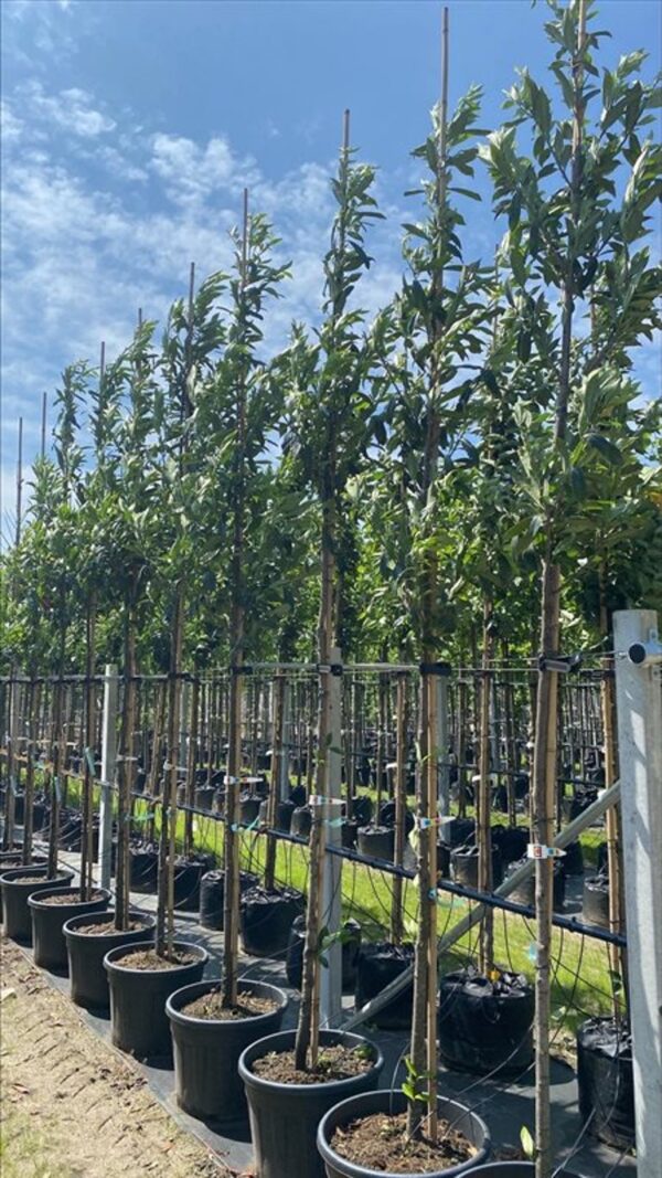 Prunus l. ‘Caucasica’