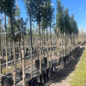 Prunus l. ‘Mariblon’