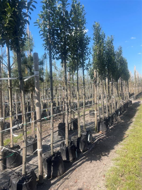 Prunus l. ‘Mariblon’