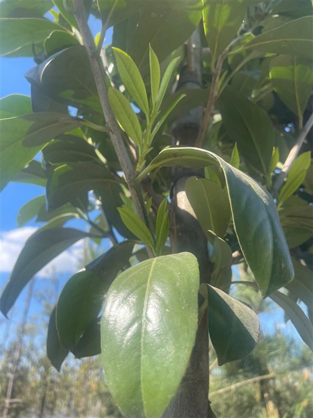 Prunus l. ‘Mariblon’