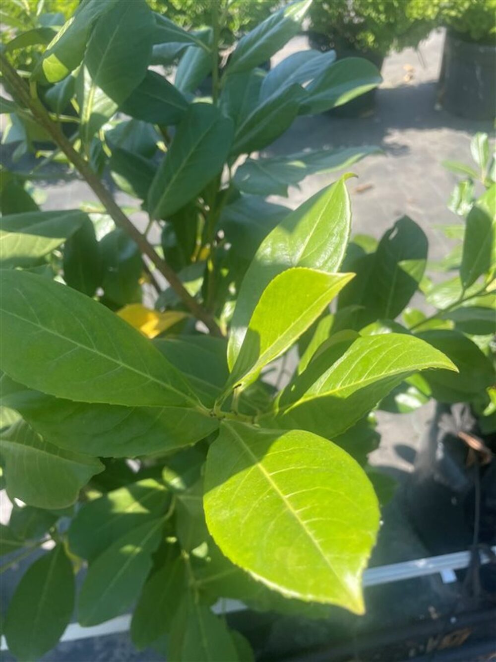 Prunus l. ‘Rotundifolia’