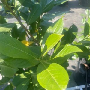 Prunus l. ‘Rotundifolia’