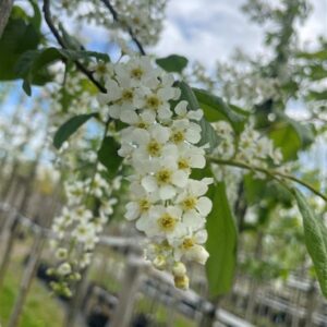 Prunus padus