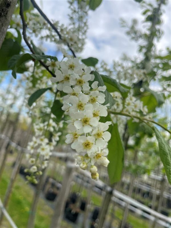 Prunus padus
