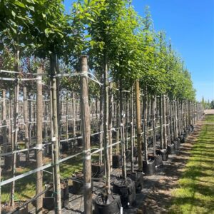Prunus padus