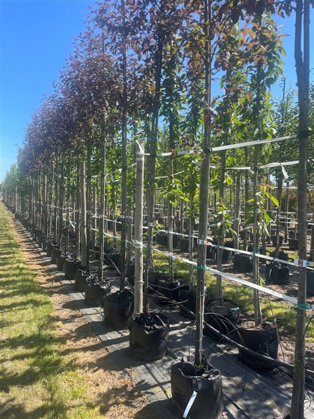 Prunus padus ‘Colorata’