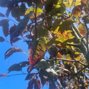 Prunus padus ‘Colorata’