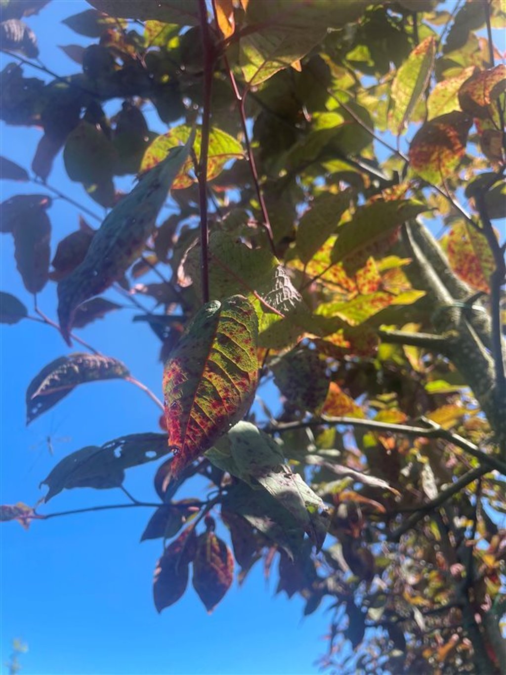 Prunus padus ‘Colorata’