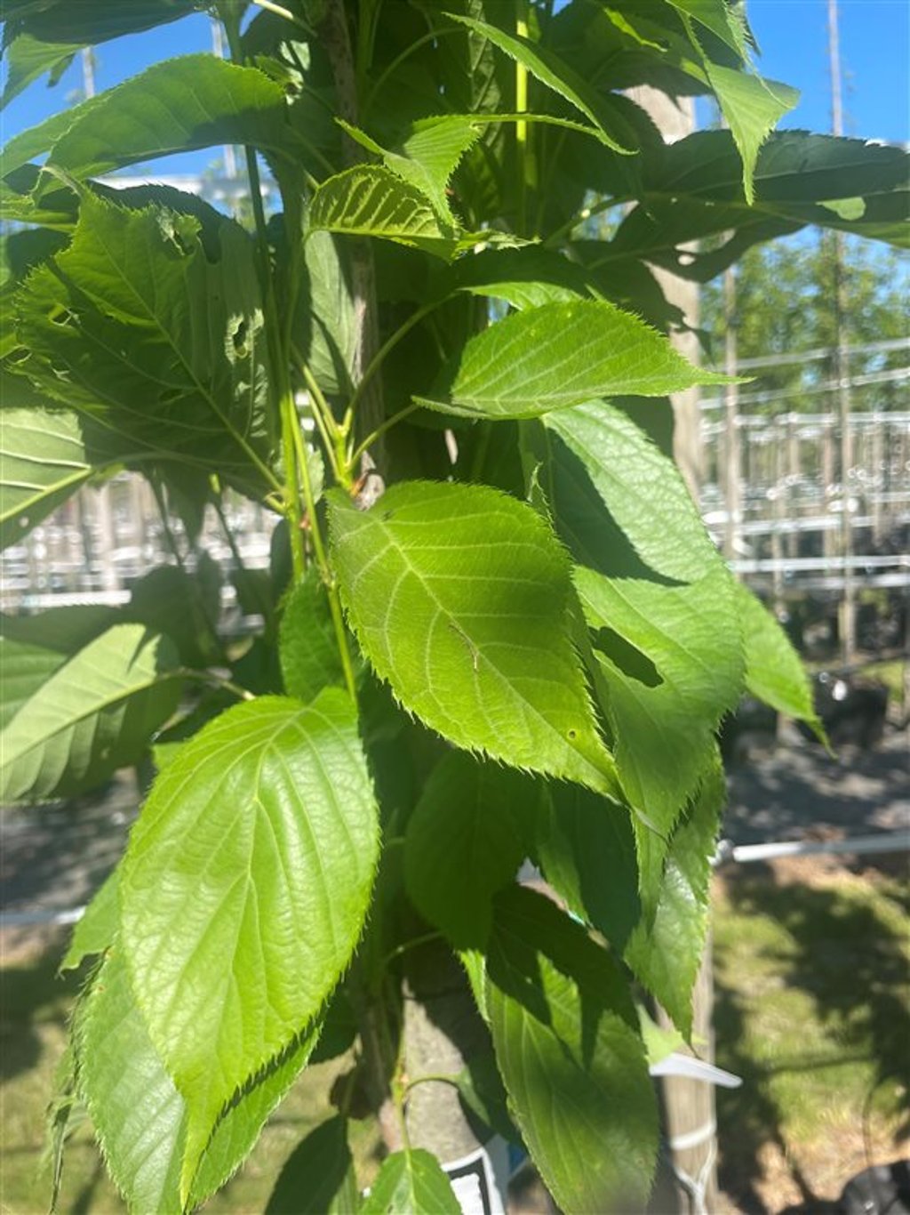Prunus ser. ‘Amanogawa’