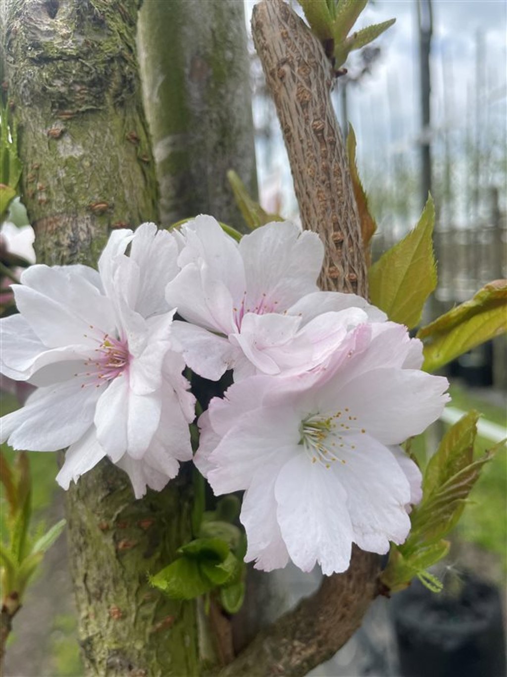 Prunus ser. ‘Amanogawa’