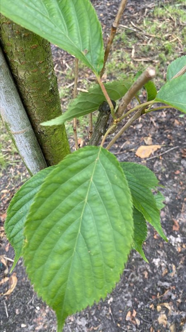 Prunus ser. ‘Amanogawa’