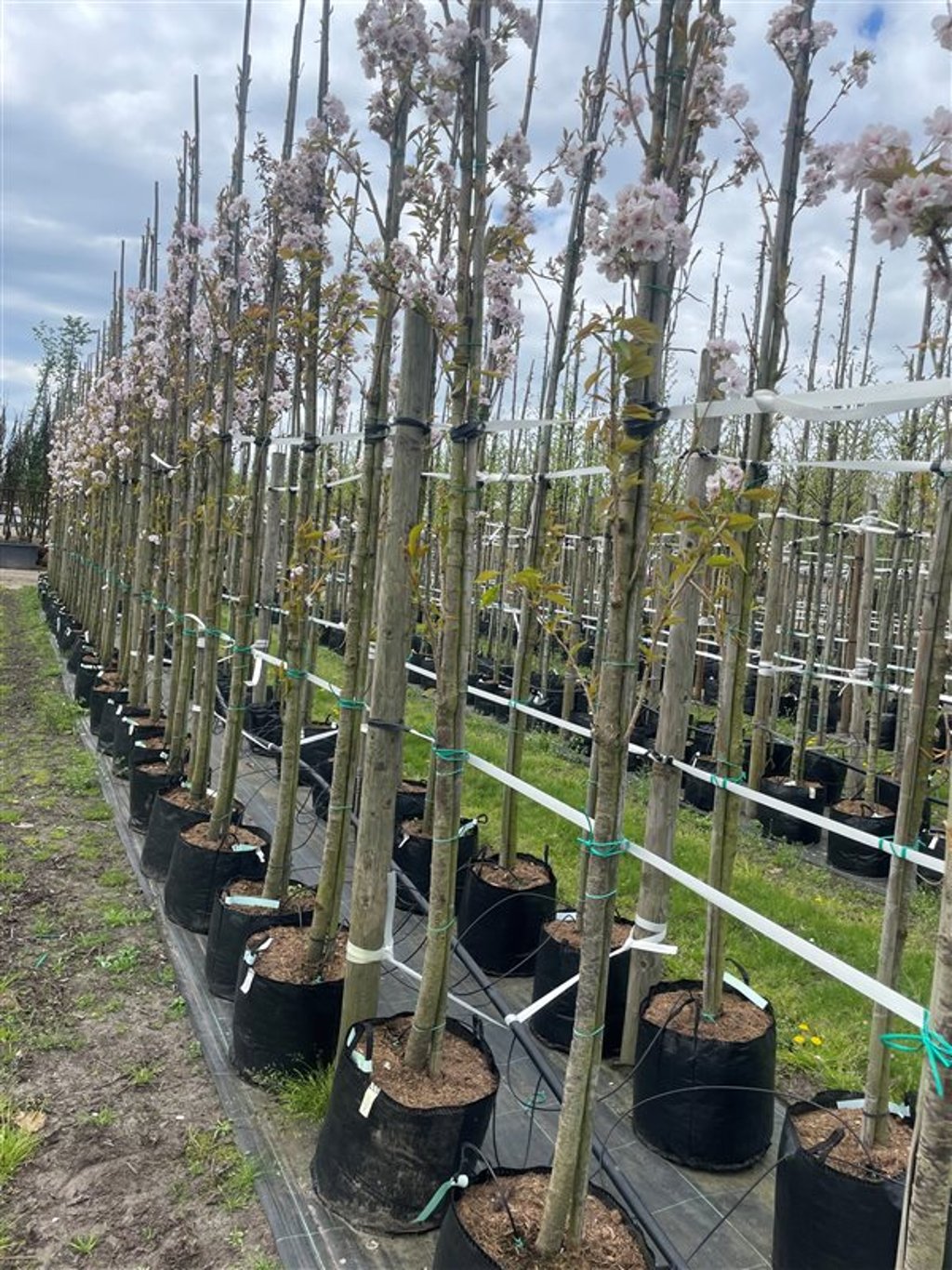Prunus ser. ‘Amanogawa’