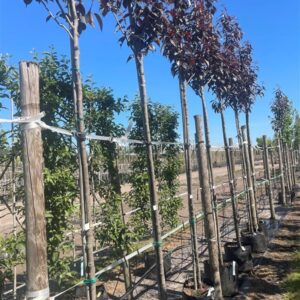 Prunus serr. ‘Royal Burgundy’