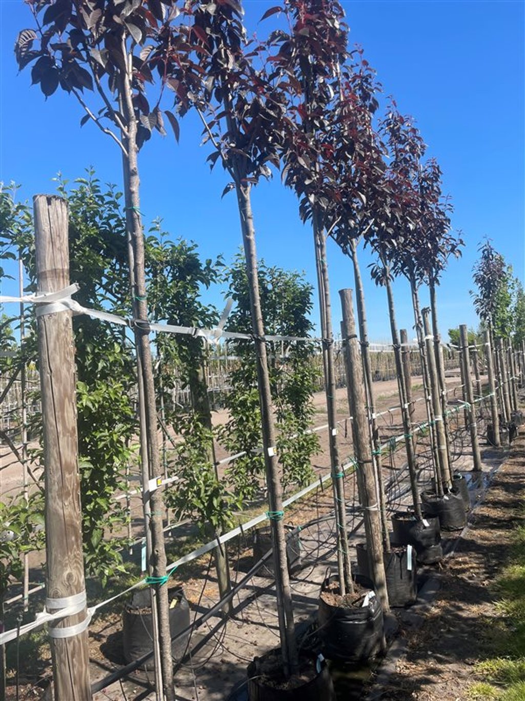 Prunus serr. ‘Royal Burgundy’