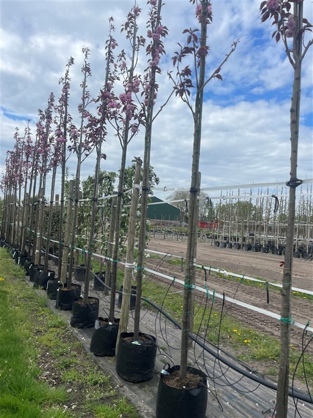 Prunus serr. ‘Royal Burgundy’