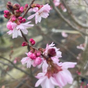Prunus subh. ‘Autumnalis’