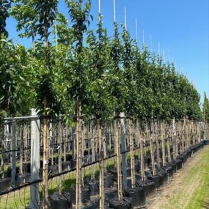 Prunus ‘Umineko’