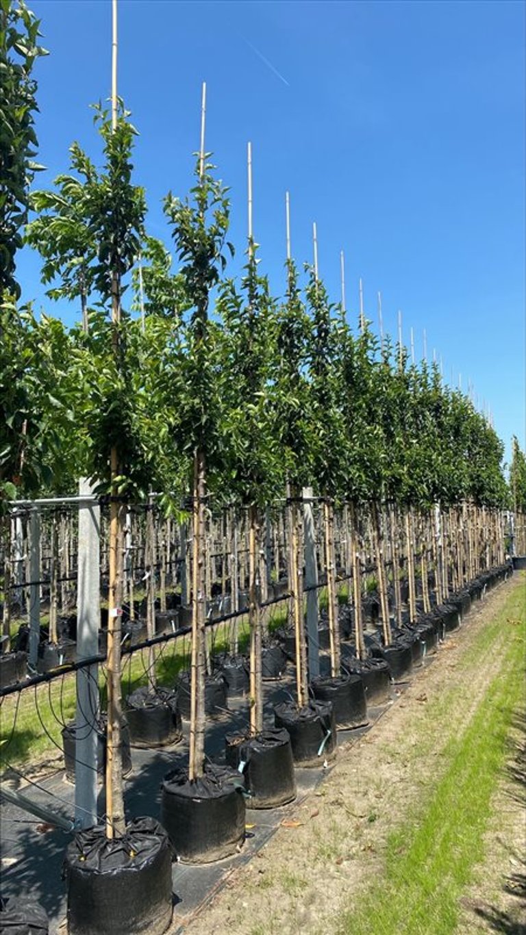 Prunus ‘Umineko’