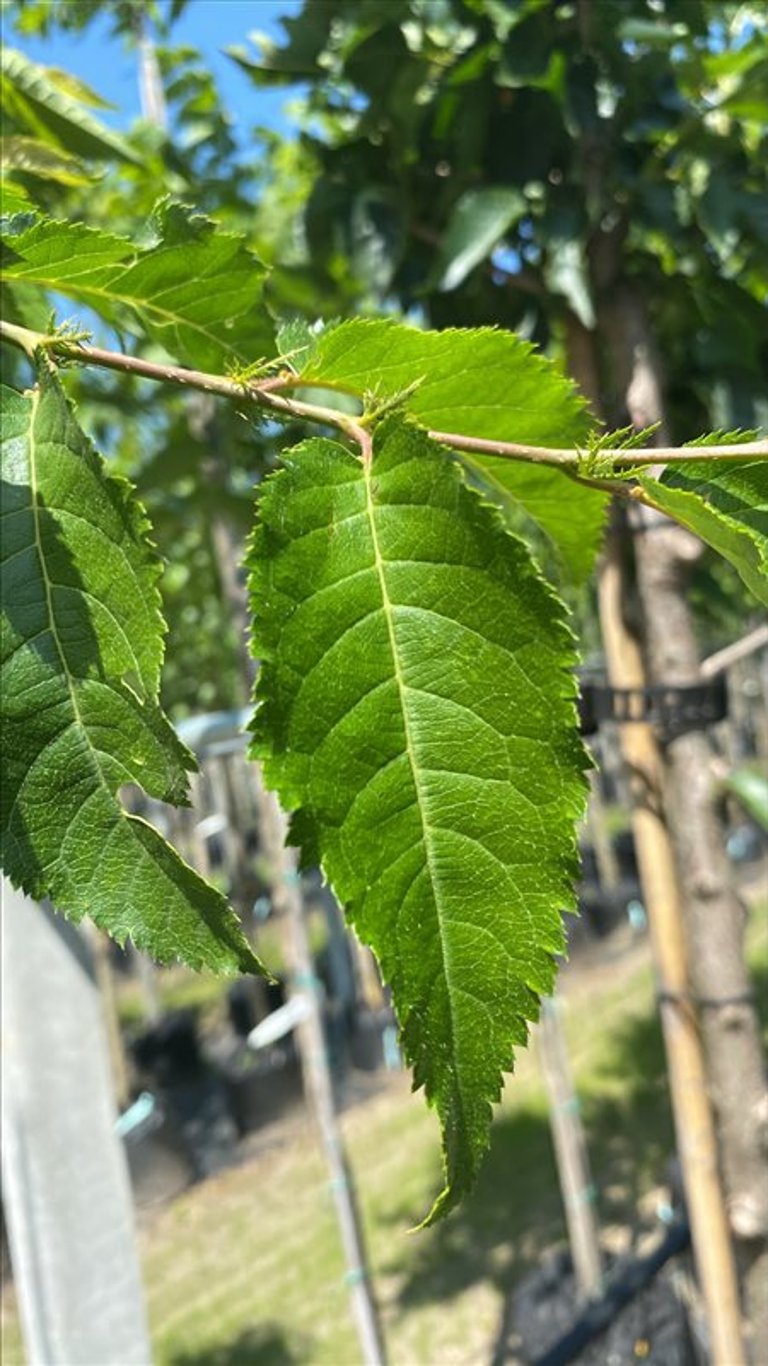 Prunus ‘Umineko’