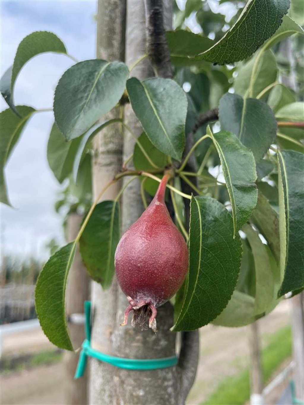 Pyrus c. ‘Bonne Louise d’Avranches’