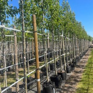 Pyrus calleryana ‘Chanticleer’
