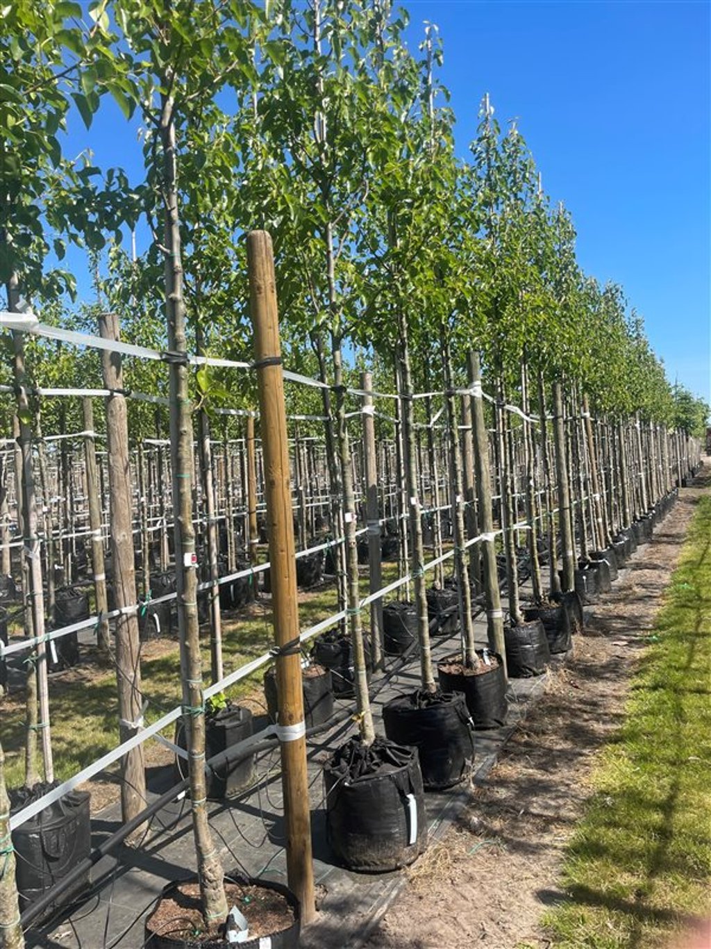 Pyrus calleryana ‘Chanticleer’