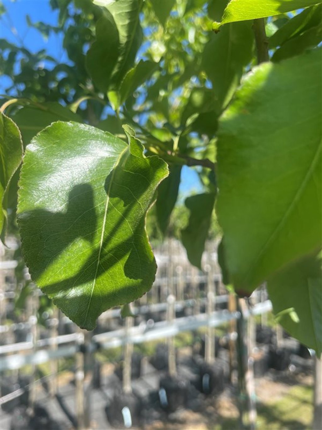Pyrus calleryana ‘Chanticleer’