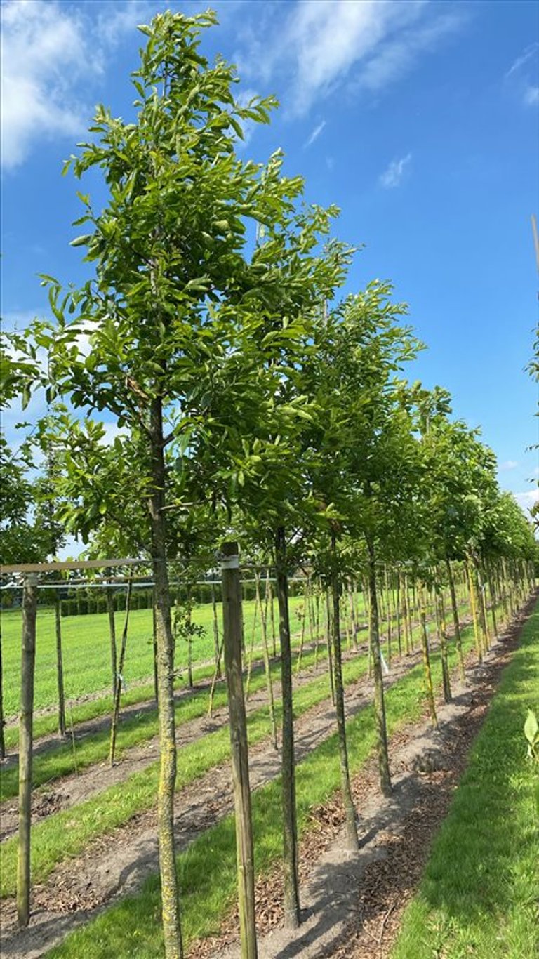 Quercus acutissima