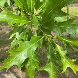 Quercus palustris