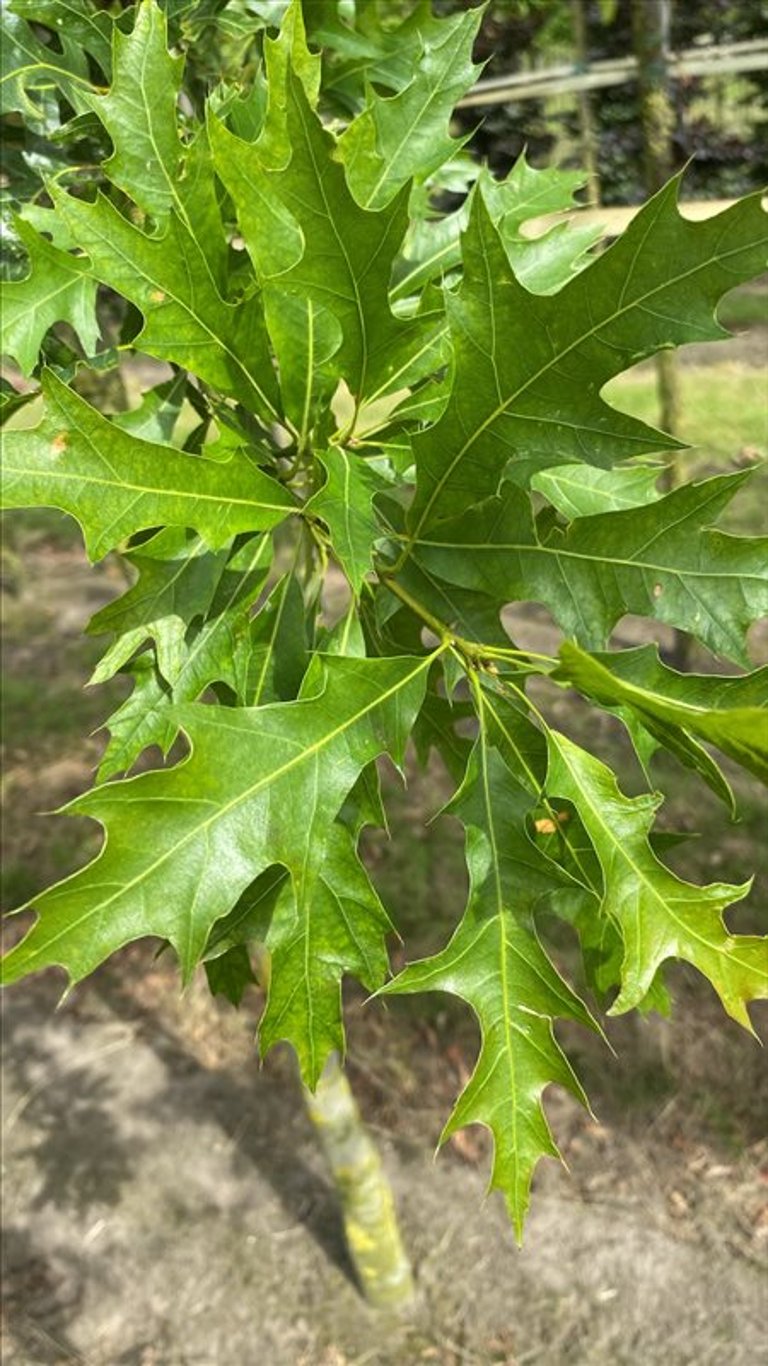 Quercus palustris
