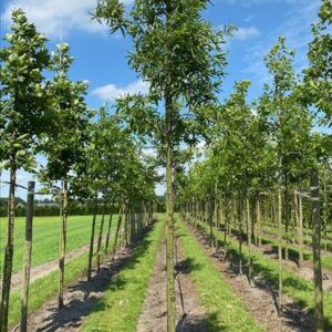Quercus phellos